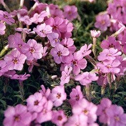 Phlox an rosa, Phlox espuma rosa